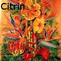 Ione Citrin -  - Acrylics