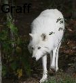 Walter Graff - The Stalker - Photography